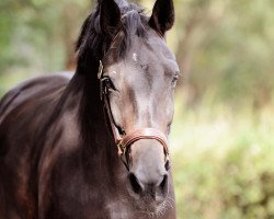 Springpferd Centone (Westfale, 2014, von Cantolar)