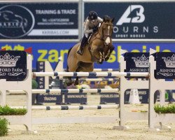 jumper Barika van de Helle (Holsteiner, 2009, from Clearway)