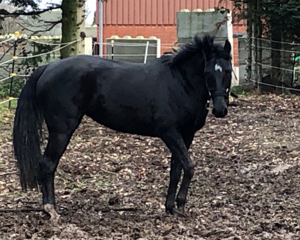 Pferd Bliss (Hannoveraner, 2013, von Bon Bravour)