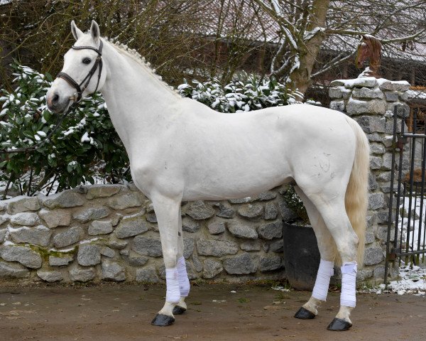 stallion Caitano (Holsteiner, 2000, from Carthago) stallion Caitano (Holsteiner, 2000, from Carthago)