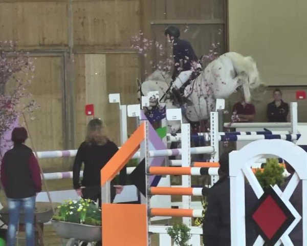 Jubiläums-Hallenspringturnier Ailingen 2017