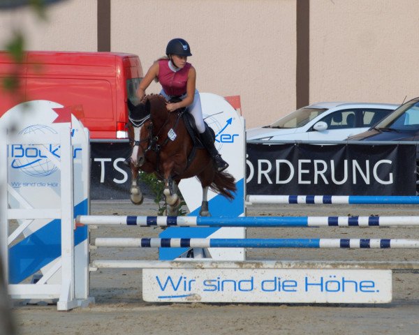 jumper Conner (German Riding Pony, 2010, from Cornett)