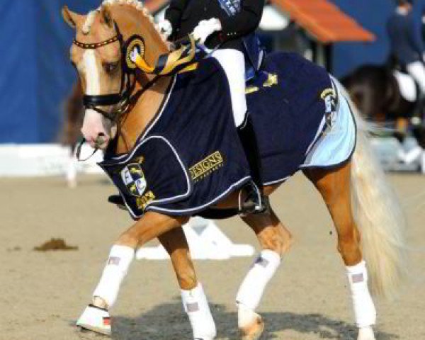stallion Deinhard B (German Riding Pony, 1999, from Dornik B)