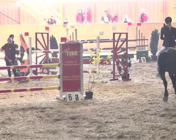 Jubiläums-Hallenspringturnier Ailingen 2017