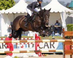 broodmare Vas Et Vole (Selle Français, 2009, from Calvaro Z)