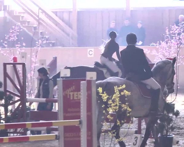 Jubiläums-Hallenspringturnier Ailingen 2017