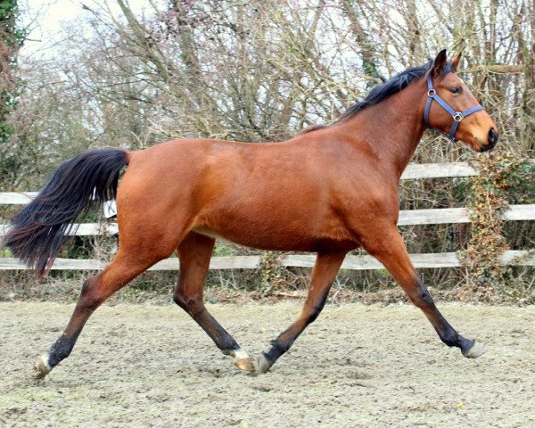 Pferd Lawavantos (KWPN (Niederländisches Warmblut),  , von Tangelo van de Zuuthoeve)