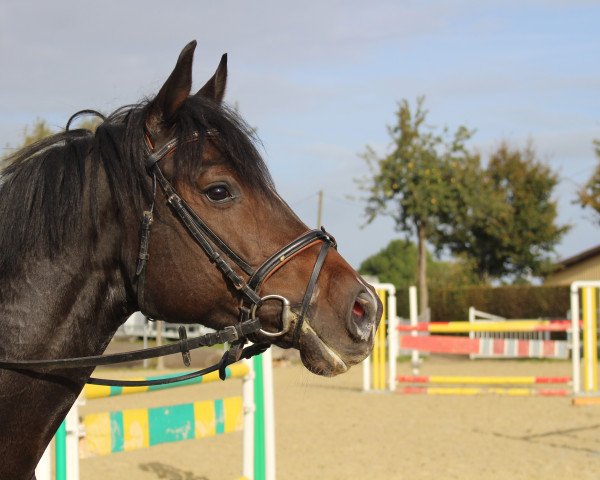 horse Diacades (Westphalian, 2014, from Diacasall)