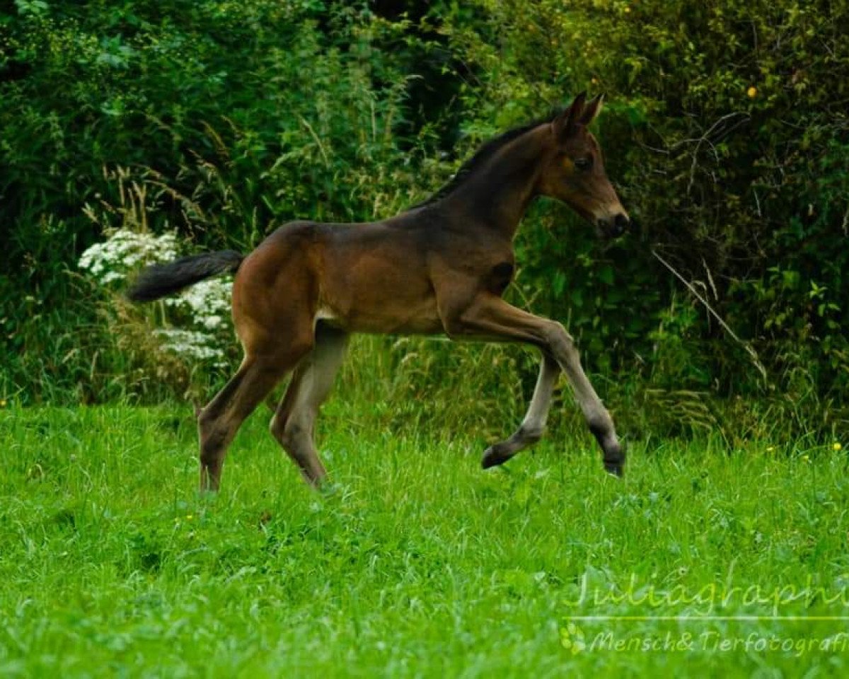 jumper First Class 112 (German Sport Horse, 2017, from Feriado)