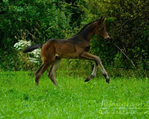 jumper First Class 112 (German Sport Horse, 2017, from Feriado)