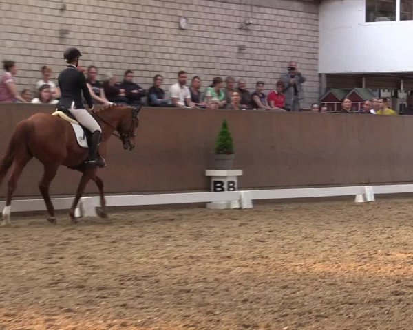 Reitturnier Leverkusen-Rheindorf 2017