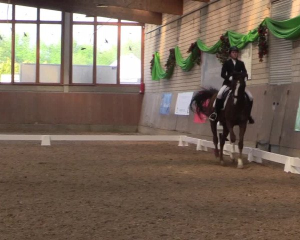 Reitturnier Leverkusen-Rheindorf 2017