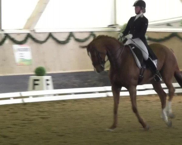 Reitturnier Landshut 2017