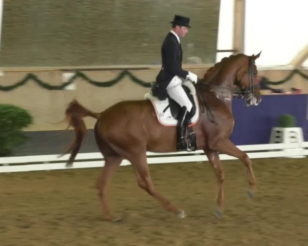 Reitturnier Landshut 2017