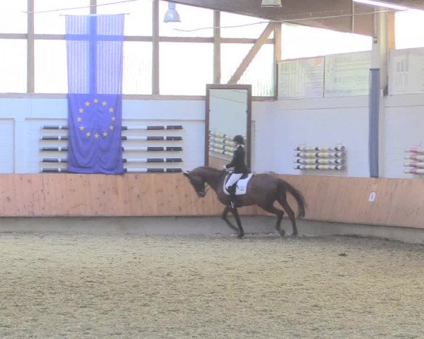Reitturnier Bottrop 2017