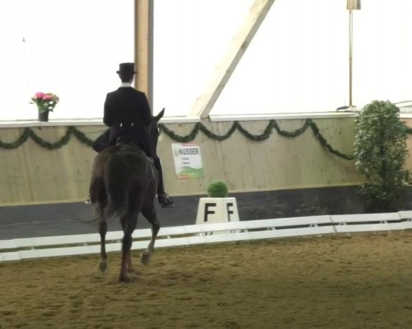 Reitturnier Landshut 2017