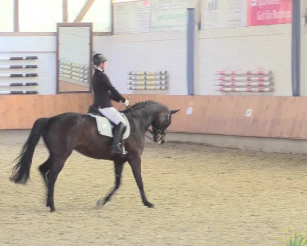 Reitturnier Bottrop 2017