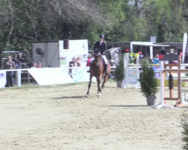 Reitturnier Bottrop 2017