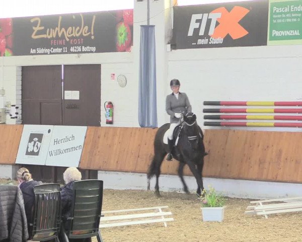 Reitturnier Bottrop 2017