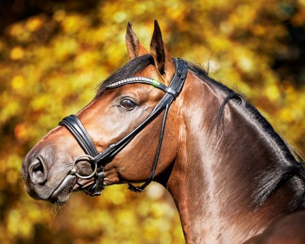 Deckhengst SIXPACK 11 (Hannoveraner, 2015, von Schenkenberg)