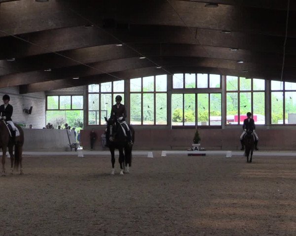 Reitturnier Leverkusen-Rheindorf 2017