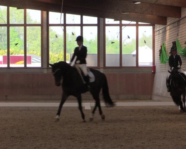 Reitturnier Leverkusen-Rheindorf 2017