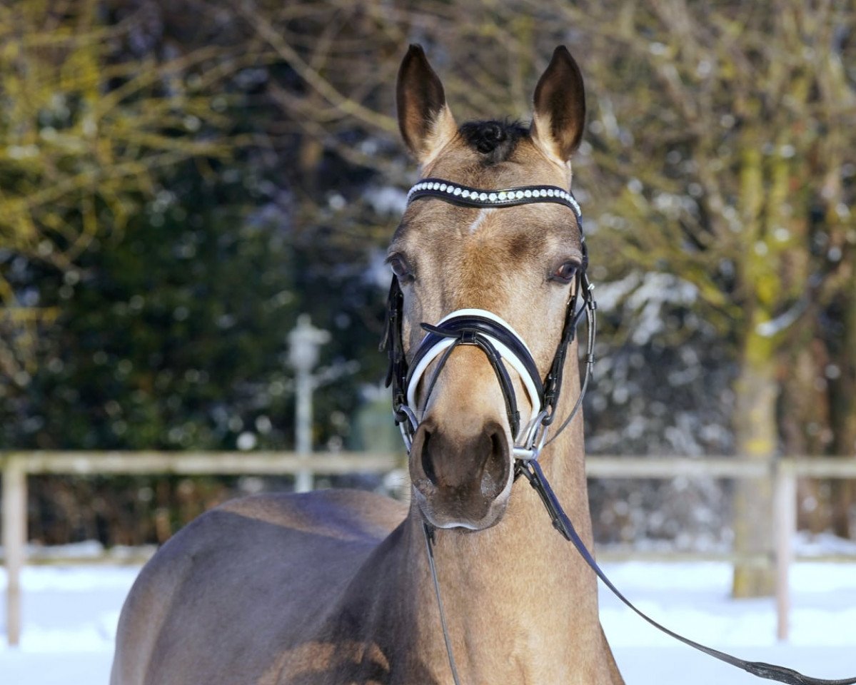 Dressurpferd Great Again (Deutsches Reitpony, 2018, von Golden Grey NRW)