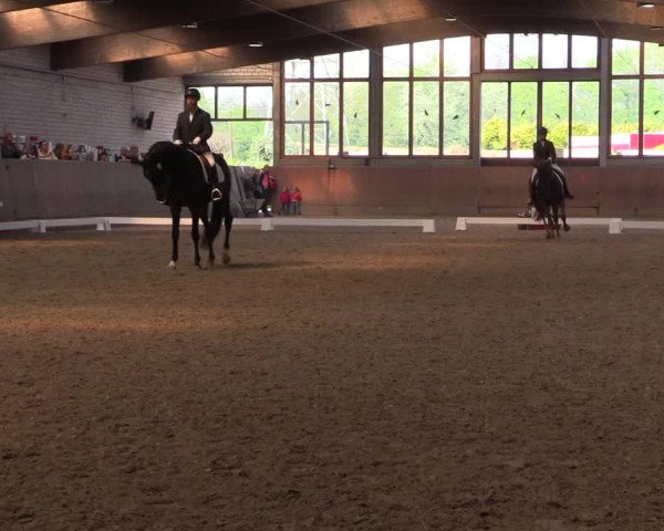 Reitturnier Leverkusen-Rheindorf 2017
