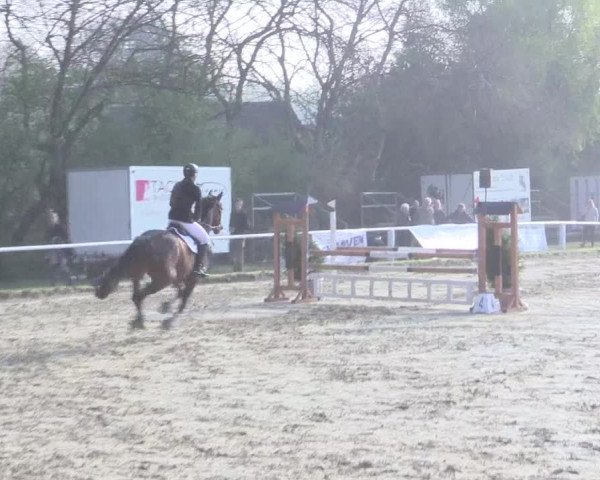 Reitturnier Bottrop 2017