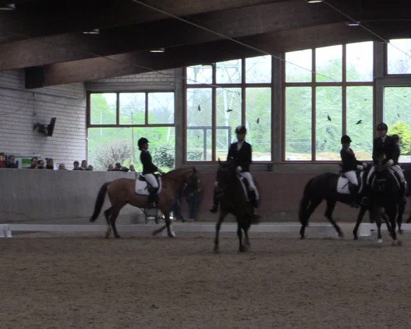 Reitturnier Leverkusen-Rheindorf 2017