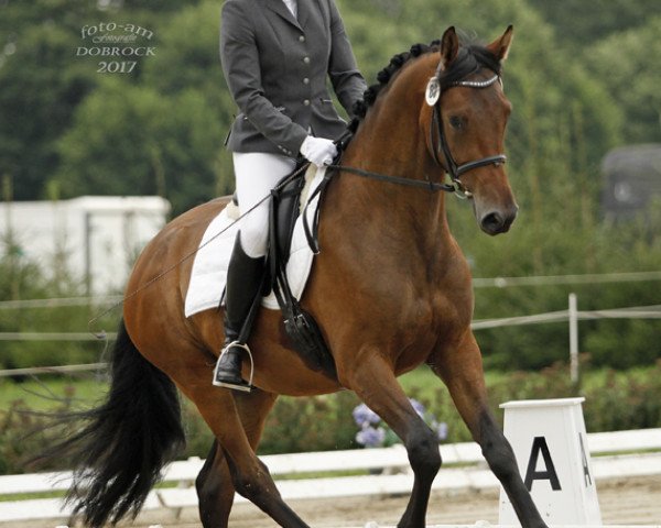 dressage horse Be Charming (Hanoverian, 2013, from Bon Bravour)