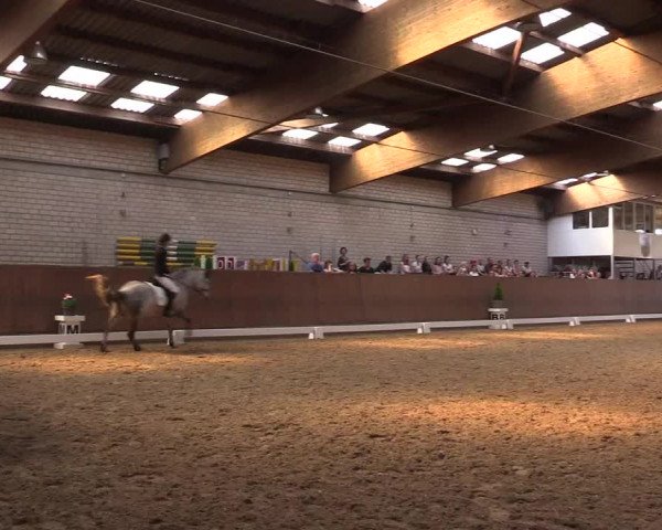 Reitturnier Leverkusen-Rheindorf 2017