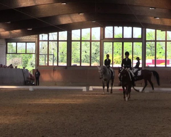 Reitturnier Leverkusen-Rheindorf 2017