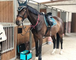 broodmare Daily Sun (German Sport Horse, 2007, from Contract)