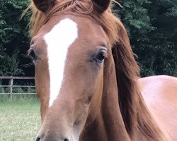 horse For Diamonds (Westphalian, 2017, from For Romance I)
