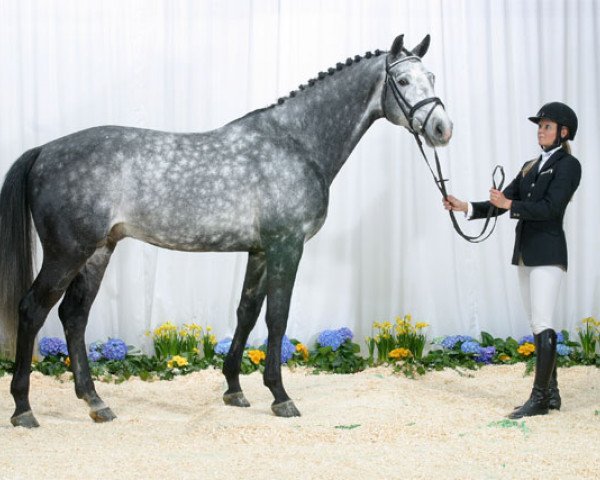 horse Webster (Danish Warmblood, 1997, from Calido I)
