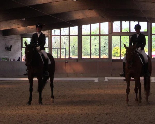 Reitturnier Leverkusen-Rheindorf 2017