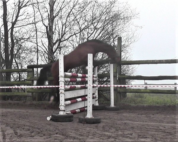 horse Chance on Champ (Oldenburg show jumper, 2015, from Chancenreich 2)