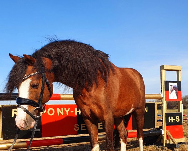 stallion Montender (Welsh-Pony (Section B), 2003, from The Braes My Mobility)
