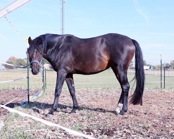 horse Diddi (German Sport Horse, 2014, from Discar)