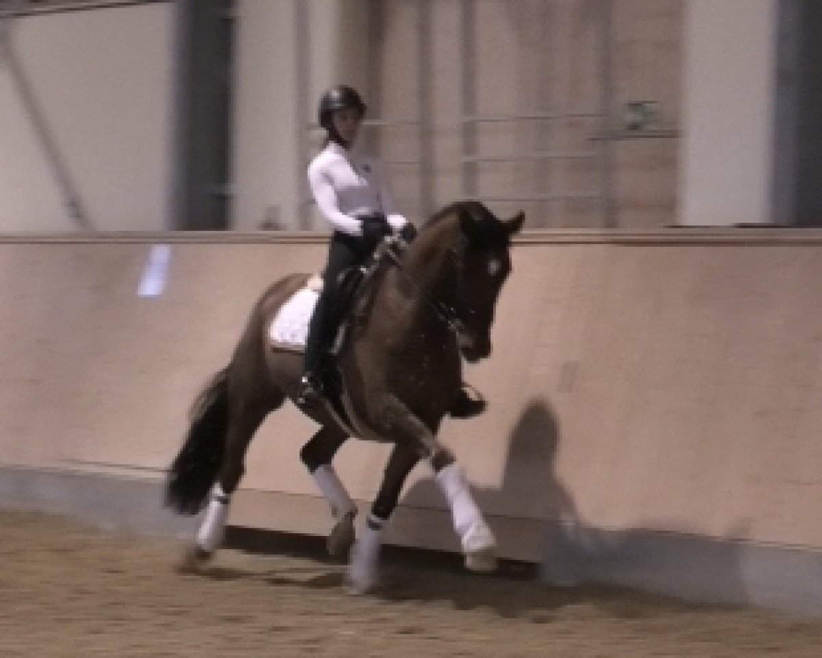 Dressurpferd Baron DeLuxe (Rheinländer, 2012, von Boston)