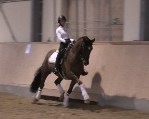 dressage horse Baron DeLuxe (Rhinelander, 2012, from Boston)