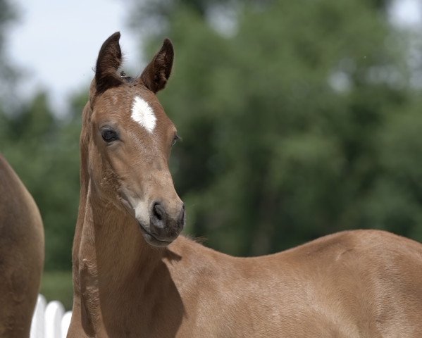 horse Cosmo Star (German Riding Pony, 2020, from DSP Cosmo Royale)