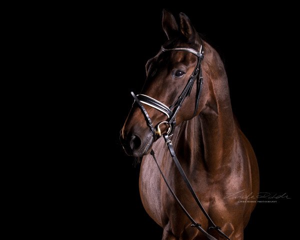 horse Kaline 19 (Oldenburg, 2003, from K2 T)