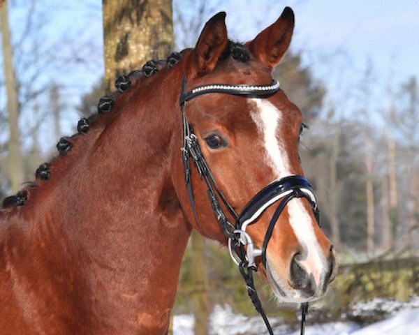 Pferd Fuego (Oldenburger, 2017, von Fürst Jazz)