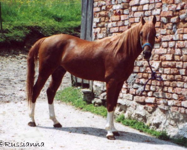 horse Fly Belushi (Arabian purebred, 1996, from Balaton 1982 ox)