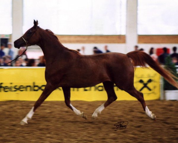 broodmare Fly Shenandoah (Arabian purebred, 1998, from Mir Khan)
