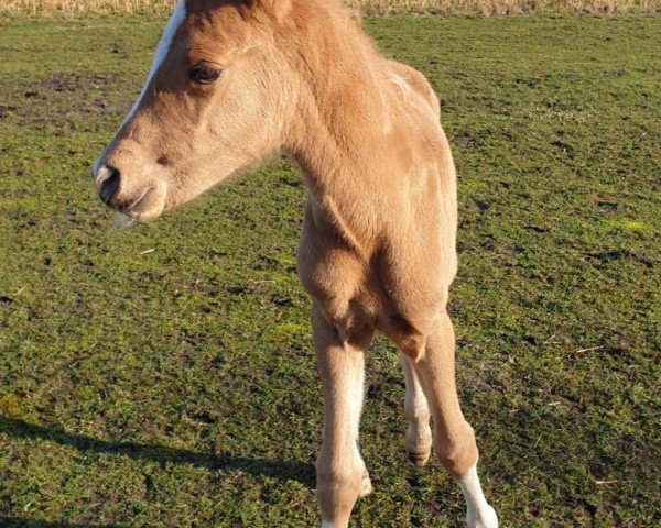 horse Newcomerin PS (German Riding Pony, 2021, from FS Next Diamond)