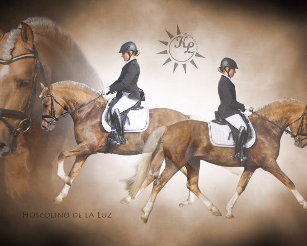 dressage horse Hoscolino de la Luz (German Sport Horse, 2010, from Hosco XXI)