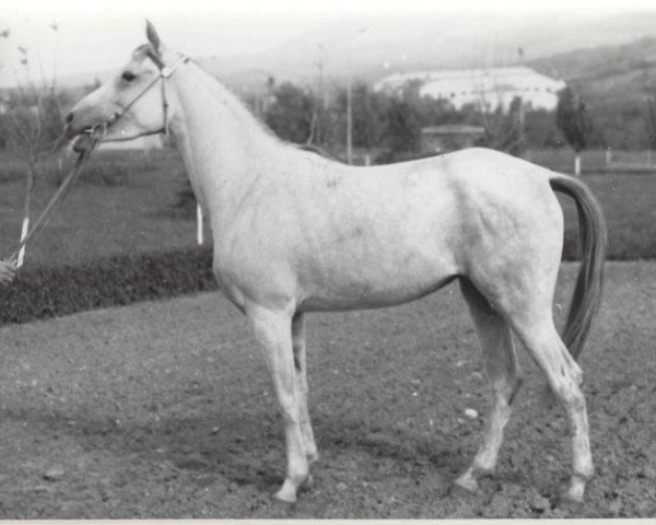 broodmare Sabria EAO (Arabian purebred,  , from Ibn Fakhri Korayem 1952 EAO)